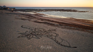 Solieria chordalis DJI_0769