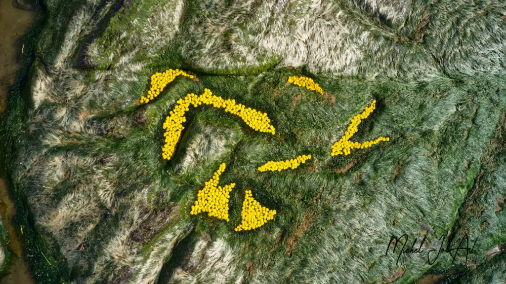 Jaune Or