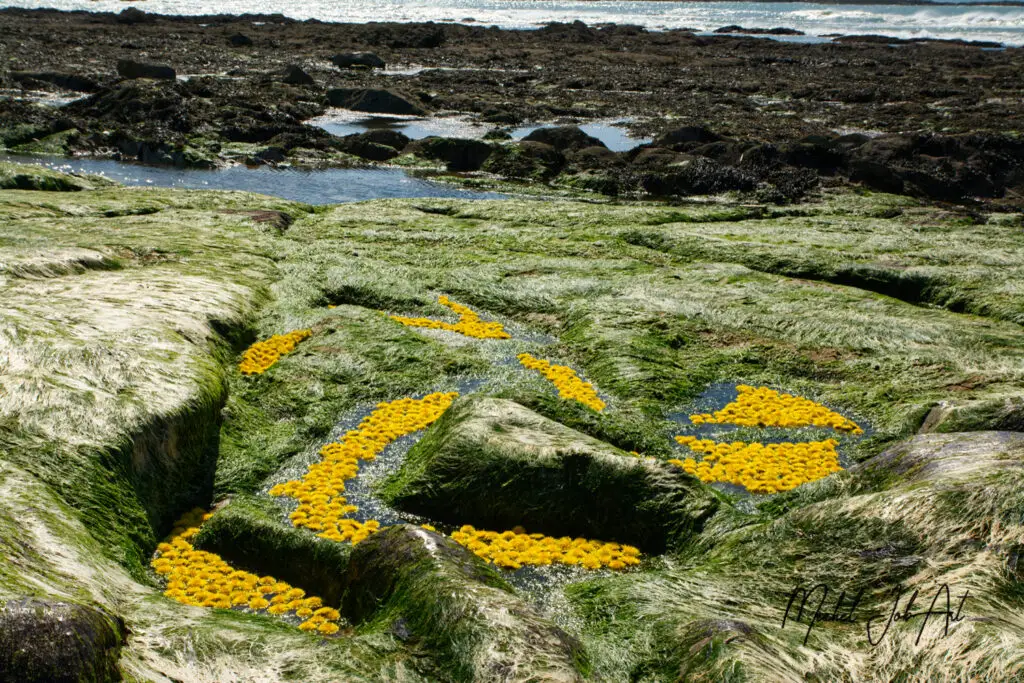 Jaune Or