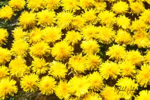 Jaune Or_DSC8923